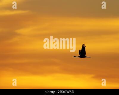 Demoiselle Crane - im Flug bei Sonnenuntergang Grus virgo Khichan, Rajasthan, Indien BI032848 Stockfoto