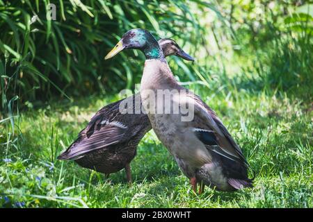 Indische Runner Ente - männlich und weiblich - im Garten Stockfoto