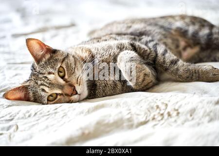 Eine schöne dreifarbige Katze liegt auf dem Bett und sieht aus In den Rahmen Stockfoto