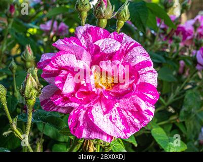 Nahaufnahme einer einzigen rosa-weißen Rosenblume (Bonbonstreifen) mit Knospen und grünem Laub, nachdem der Regen die schönen Blütenblätter durchnässt hatte. Stockfoto