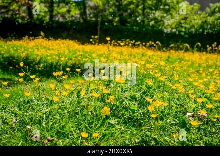 Gelbe Butterblumen. Mit einem verschwommenen grünen Hintergrund Stockfoto