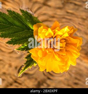 Makroaufnahme von Kerria japonica Pleniflora Blume auf Wasser isoliert. Gelbe japanische Rose aus nächster Nähe . Stockfoto