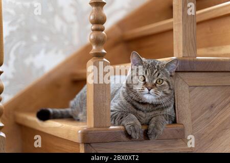 Eine schöne flauschige Tricolor reinrassige Katze sitzt auf der Treppe Und schaut in den Rahmen Stockfoto