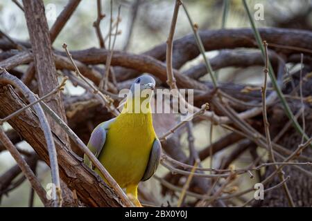 Gelbfußtaube (Treron phoenicopterus), Ranthambhore-Nationalpark, Rajasthan Stockfoto