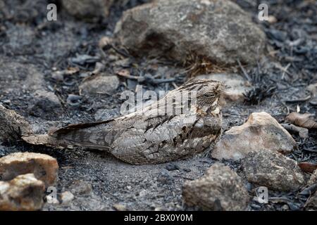 Grey Nightjar (Caprimulgus indicus), Kanha National Park und Tiger Reserve, Madhya Pradesh, Indien Stockfoto