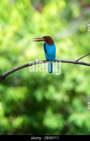 Weißkehliger oder braunreihiger Eisvogel (Halcyon smyrnensis), Bandhavgarh National Park, Madhya Pradesh, Indien Stockfoto