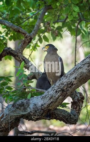 Crested Serpent Eagle (Spilornis cheela), Bandhavgarh National Park, Madhya Pradesh, Indien Stockfoto