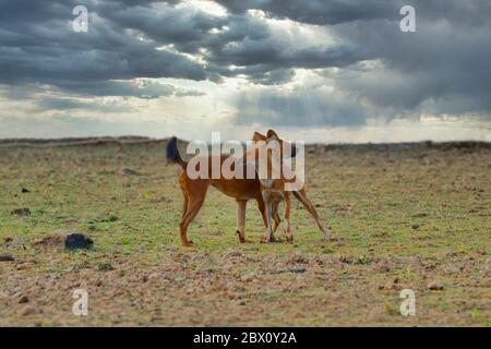 Doles (Cuon alpinus) oder Indianer Wildhunde spielen, Tadoba Andhari Tiger Reserve, Maharashtra Staat, Indien Stockfoto