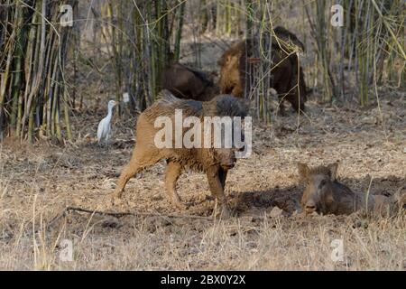 Indisches Wildschwein (Sus Scrofa), Tadoba Andhari Tiger, Maharashtra Staat, Indien Stockfoto