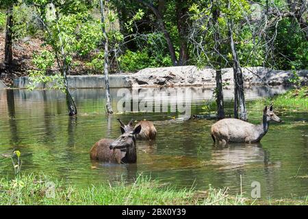 Weibliche Sambarhirsche (Rusa unicolor) füttern im Wasser, Bandhavgarh National Park, Madhya Pradesh, Indien Stockfoto