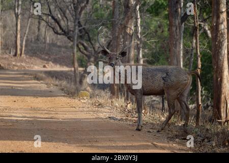 Hirsch Sambar Hirsch (Rusa unicolor), Tadoba Andhari Tiger Reserve, Maharashtra Staat, Indien Stockfoto