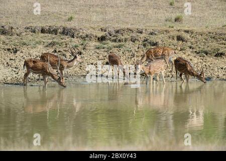 Gruppe von Chital oder Spotthirschen (Achse) trinken in einem Teich, Kanha National Park und Tiger Reserve, Madhya Pradesh, Indien Stockfoto