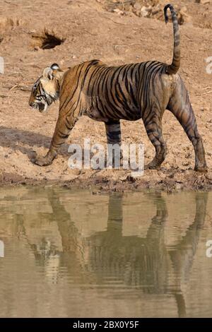 Weibliche bengalische Tiger (Panthera tigris tigris) kommt heraus und reflektiert im Wasser, Ranthambhore Nationalpark, Rajasthan, Indien Stockfoto