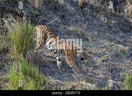 Junger männlicher bengalischer Tiger (Panthera tigris tigris), der einen Hang hinuntergeht, Kanha Tiger Reserve, Madhya Pradesh, Indien Stockfoto