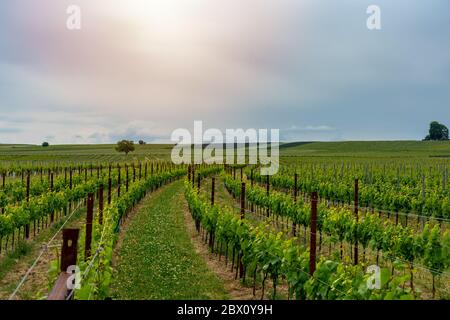 Roh wachsende grüne Trauben in schönen Reihen in einem Weinberg Frühling Sommer beginnt Stockfoto