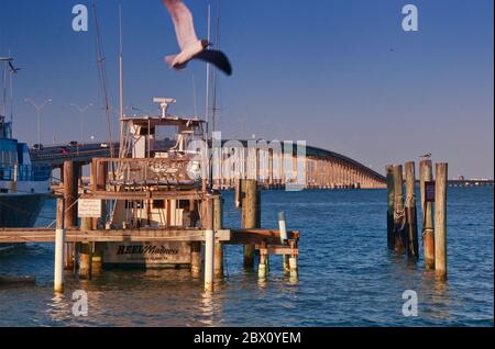 Möwe über Garnelenboot, Laguna Madre Causeway Brücke dahinter, Port Isabel, Golf von Mexiko Küste, Texas, USA Stockfoto