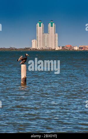 Wohnungstürme auf South Padre Island, Pelikan steht auf einem Ankerplatz, Blick über Laguna Madre von Port Isabel, Golf von Mexiko Küste, Texas Stockfoto