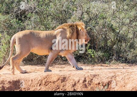 YJack, ein junger Löwe (Panthera leo), Addo Elephant National Park, Eastern Cape, Südafrika, trägt Funkkragen für die Erhaltung Forschung Stockfoto