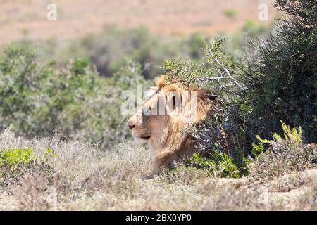 Löwe (Panthera leo) im Schatten hinter einem Busch mit Kopf sichtbar, Addo Elephant National Park, Ostkap, Südafrika Stockfoto