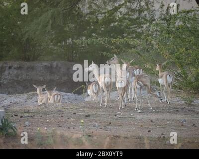 Blackbuck - MaleAntilope cervicapra Rajasthan, Indien MA003875 Stockfoto