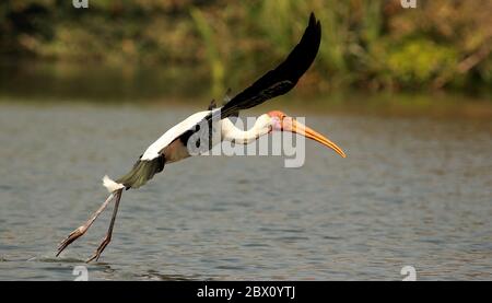 Painted Storkt im Flug, Mycteria leucocephala, Ranganathittu Bird Sanctuary, Karnataka, Indien Stockfoto