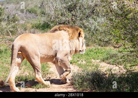 Junger männlicher Löwe (Panthera leo), Addo Elephant National Park, Eastern Cape, Südafrika Wandern durch Akazienwälder Stockfoto