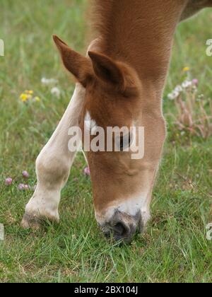 Ein seltenes Suffolk Punch Fohlen versucht sich zu beugen, um das Gras zu erreichen. Stockfoto