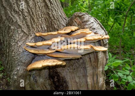 Cluster von Dryads Sattel (Polyporus squamosus), Pilz auf EINEM Baumstamm, auch als schuppige Polypore bekannt, Fasane Back in A Forest Stockfoto