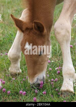 Ein seltenes Suffolk Punch Fohlen versucht sich zu beugen, um das Gras zu erreichen. Stockfoto