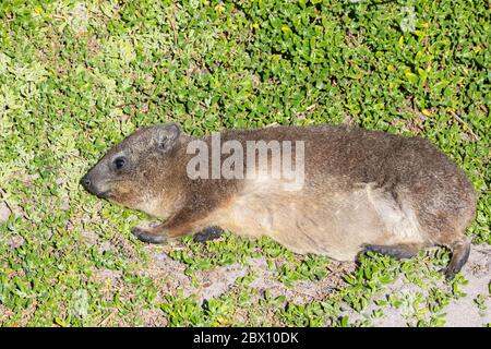 Felsen Hyrax, Kap Hyrax, Dassie (Procavia capensis) sonnen sich in der Sonne für Thermoregulation auf Küstensaftvegetation, Stony Point, Cape Nature Res Stockfoto