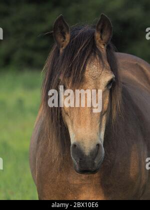 Ein Kopfschuss eines einheimischen Dun Ponys mit einer langen Mähne. Stockfoto