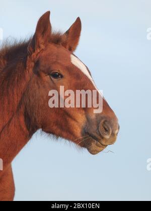 Ein Kopfschuss eines seltenen Suffolk Punch Fohlen. Stockfoto