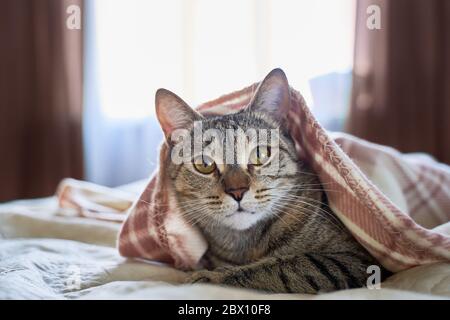Lustige schöne lustige Katze liegt auf dem Bett Stockfoto