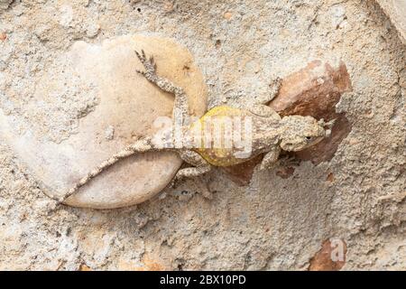 Farbe getarnt Southern Rock Agama (Agama atra) auf Felsen Western Cape, Südafrika Stockfoto