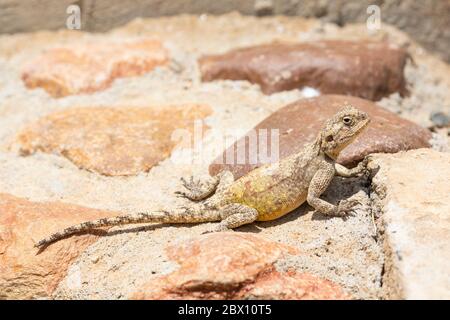 Southern Rock Agama (Agama atra) Western Cape, Südafrika Stockfoto