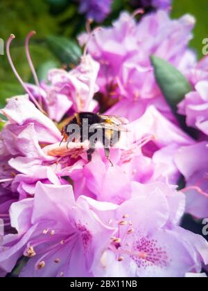 Hummel fliegt auf Blume, um Pollen zu sammeln Stockfoto