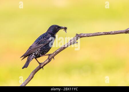 Gemeiner Star, Sturnus vulgaris, auf einem Stock sitzend mit Insekten im Schnabel, Csongrad, Ungarn Stockfoto