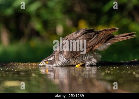 Nordgoshawk, Accipiter gentilis Trinkwasser im Wald, Kiskunság Nemzeti Park, Ungarn Stockfoto