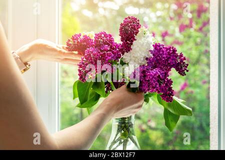 Frau arrangiert Fliederblumen in Vase auf Fensterbank zu Hause Stockfoto