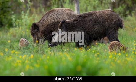 Friedliche Wildschweinherde auf Wiese mit blühenden Blumen Stockfoto