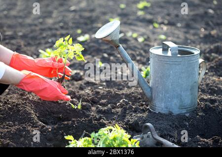 Pflanzen Tomatensämlinge im Garten - Hände halten einen Sämling, Gießkanne und Schaufel im Hintergrund Stockfoto