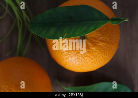 Chinesische malta Orangenfrucht Stockfoto