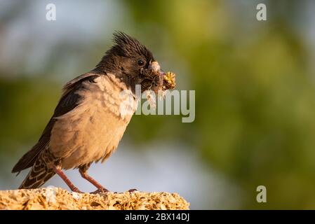 Rosiger Starling (Sturnus roseus) sitzt auf einem Draht mit einem Heuschrecken im Schnabel. Stockfoto