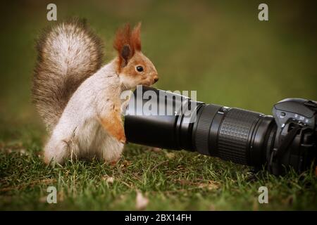 Ein rotes Eichhörnchen sciurus vulgaris steht auf dem Boden und schaut in die Kameralinse. Stockfoto