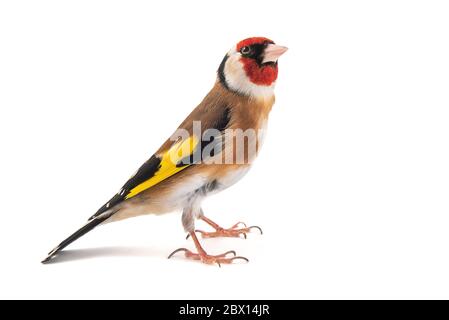Europäischer Goldfink, carduelis carduelis, isoliert auf weißem Hintergrund stehend Stockfoto