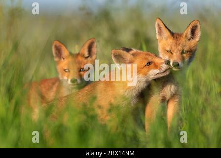 Drei junge rote Füchse im Gras auf einem schönen Licht. Stockfoto