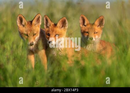 Drei junge rote Füchse im Gras auf einem schönen Licht. Stockfoto