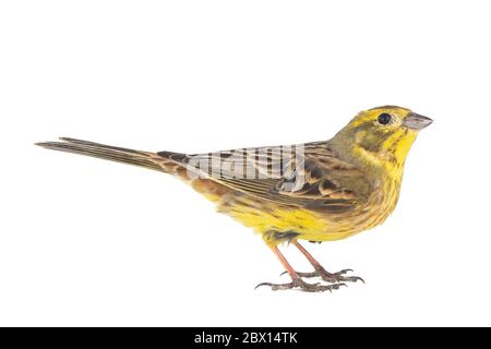 Yellowhammer, Emberiza citrinella, isoliert auf weißem Hintergrund. Männlich Stockfoto