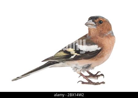 Männlicher Chaffinch, Fringilla Coelebs, isoliert auf weißem Hintergrund Stockfoto