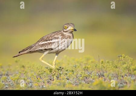 Eurasische Steinschlingenschnur, Burhinus oedicnemus, im Gras stehend. Stockfoto